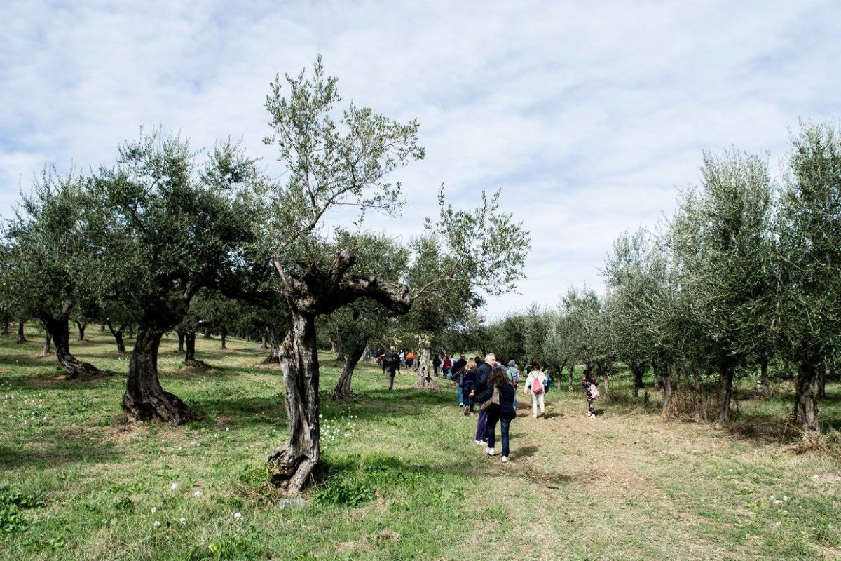 camminata-tra-gli-ulivi-web